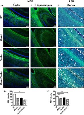 Analysis of Brain Lipids in the Early-Onset Tay–Sachs Disease Mouse Model With the Combined Deficiency of β-Hexosaminidase A and Neuraminidase 3